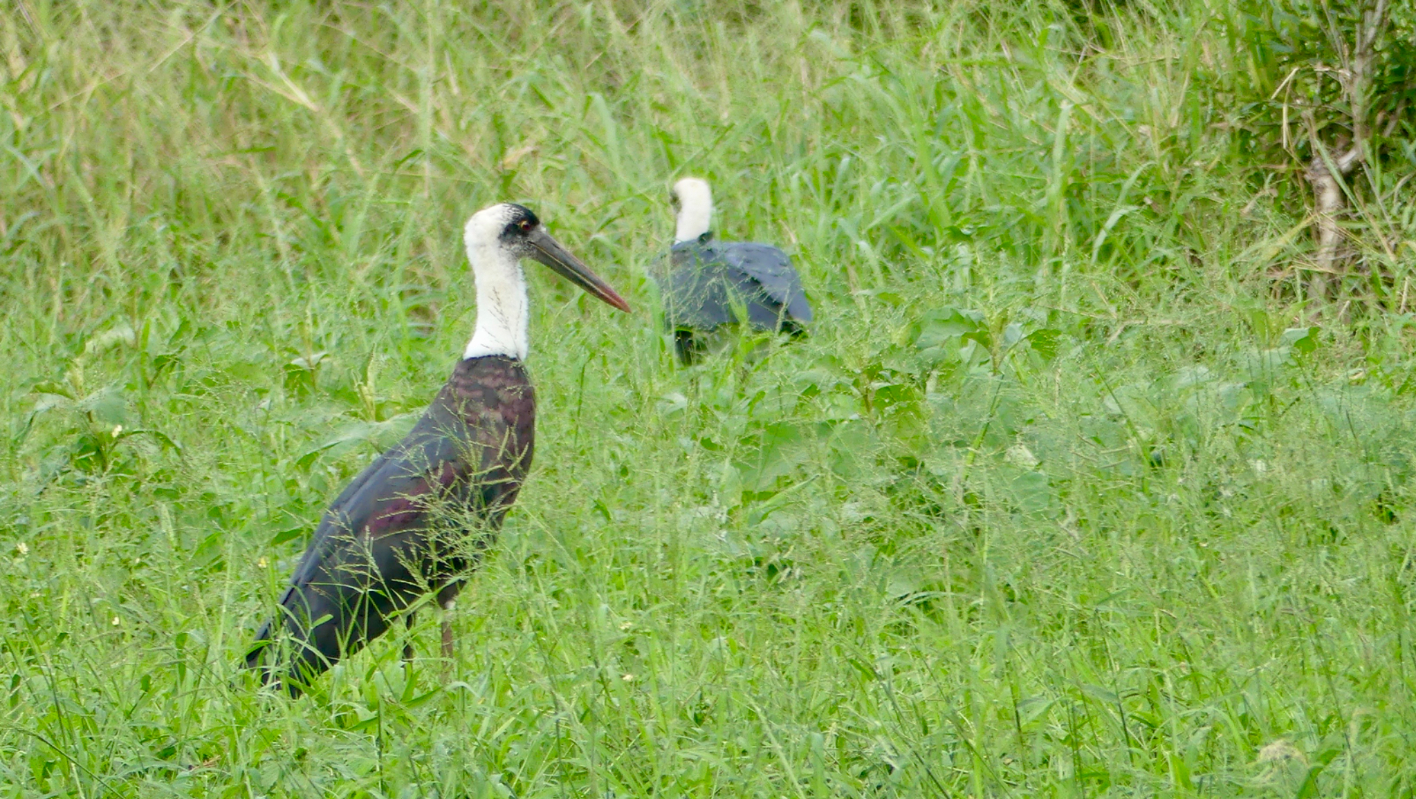 Woody necked Stork